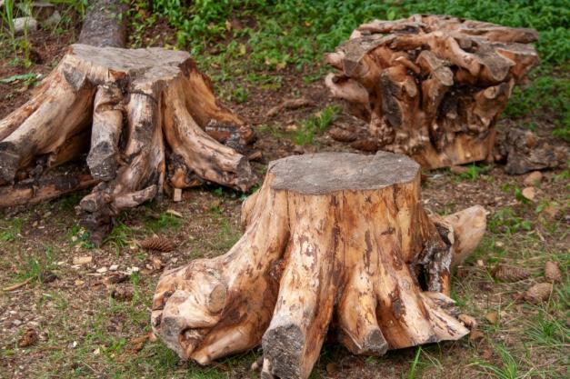 Dessouchage d'arbres