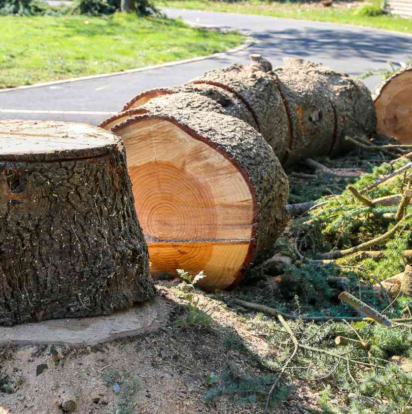 Débitage d'arbre