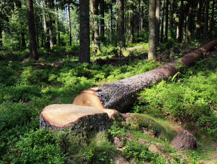 Abattage d'arbre