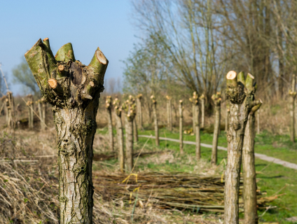 Etêtage d'arbre