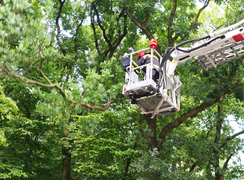 Taille d'arbre à Aubervilliers