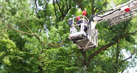 Elagage arbres Aubervilliers